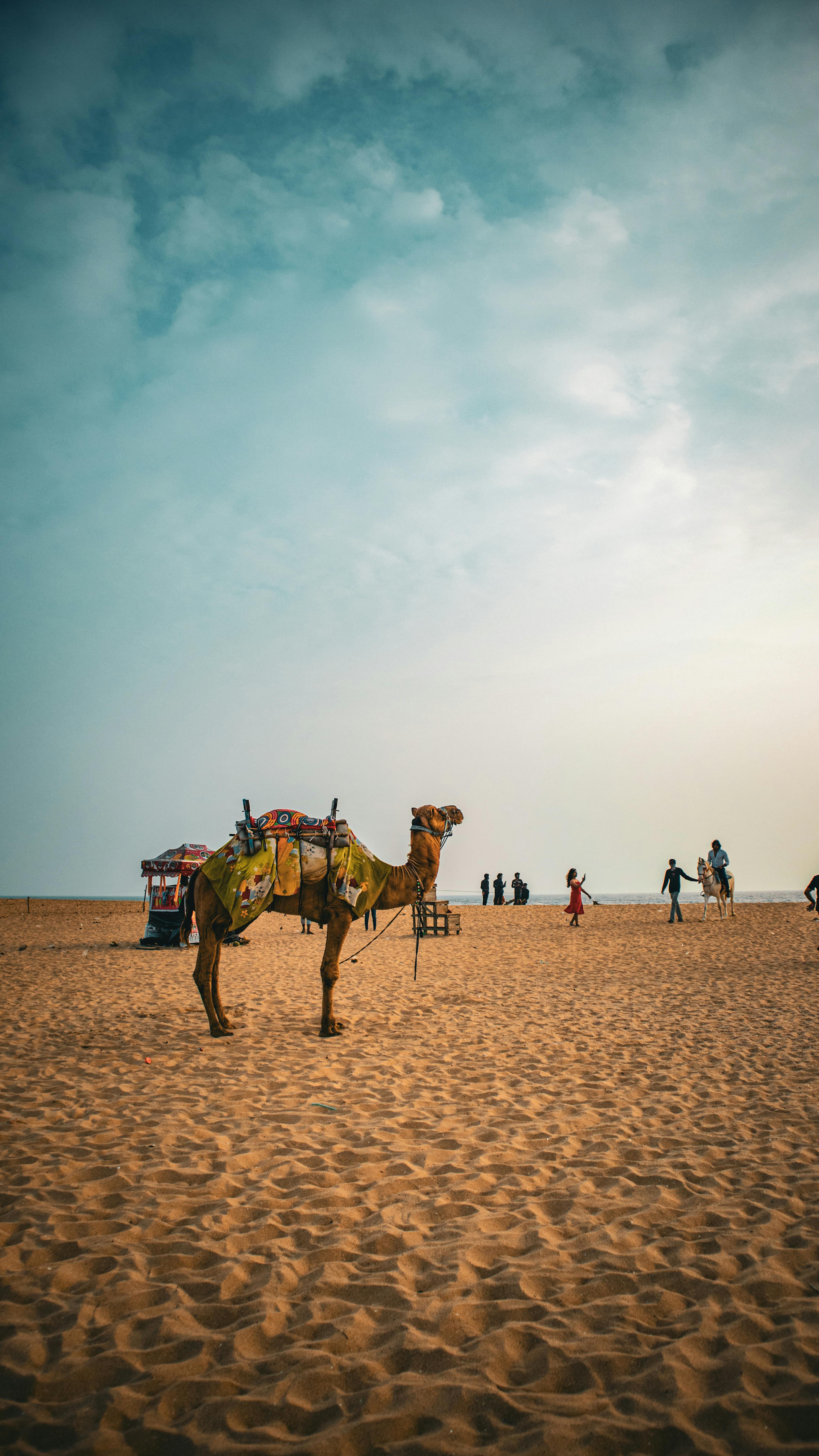 About our travel services